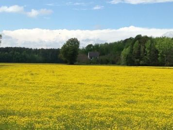 Fields of Gold in Pungo